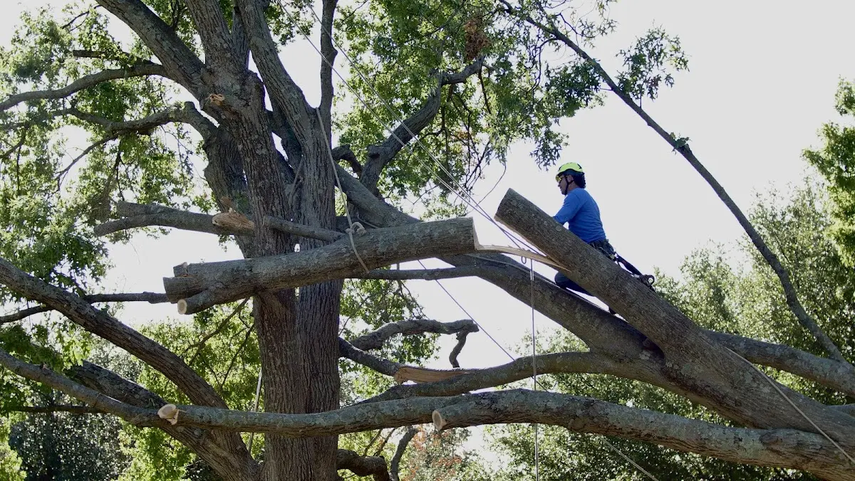 Professional Hazardous Tree Removal performed by certified arborists in Hillsdale