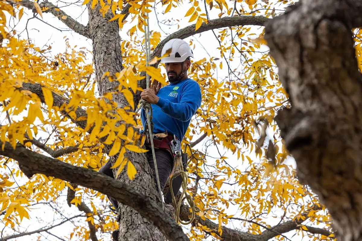 Skilled Tree Pruning crew working in Hillsdale